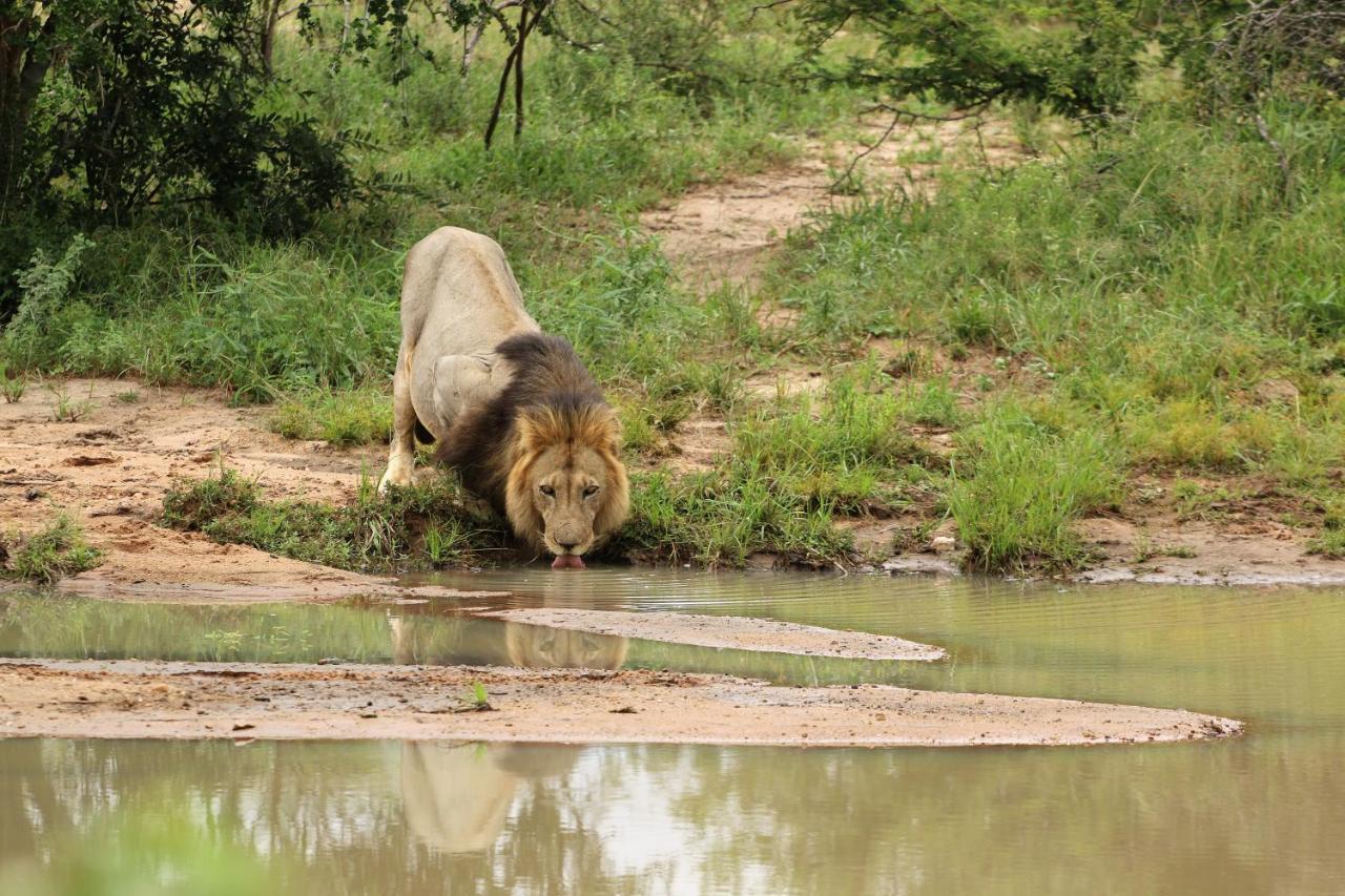 Lions Place Grietjie Game Reserve Ngoại thất bức ảnh